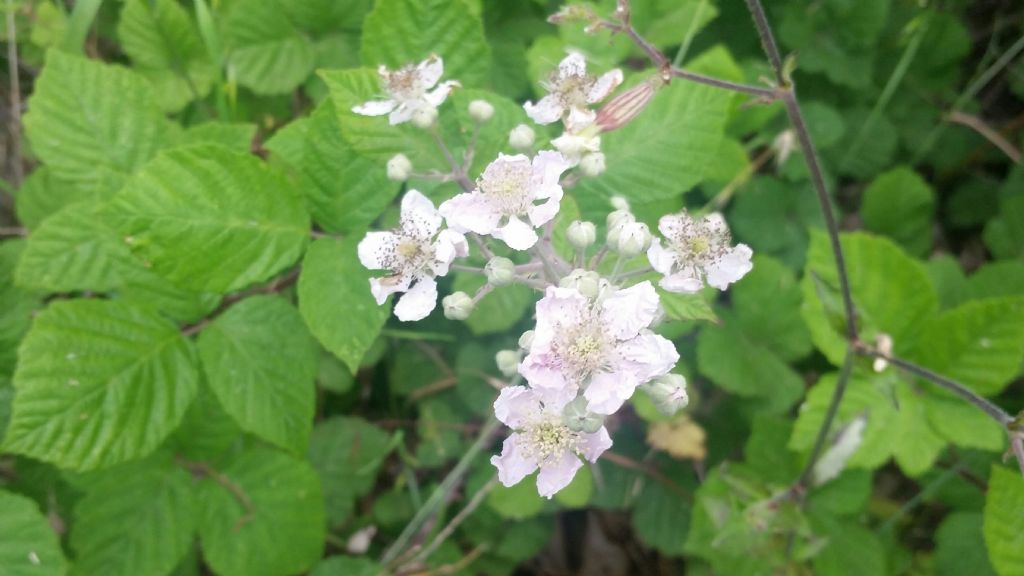 Rovo?  S, Rubus sp.